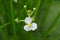 à¸ºBulltongue arrowhead flower, Sagittaria sp.