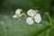 Bulltongue arrowhead flower, Sagittaria sp.