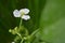 Bulltongue arrowhead flower, Sagittaria sp.