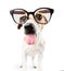 Bully dog with glasses teasing showing tongue