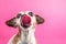 Bully dog with long tongue. Funny pe portrait on pink background