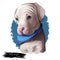 Bully kutta puppy dog breed digital art illustration