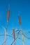 Bulrush against blue sky