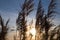 Bulrush on background sunset in winter