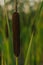 Bulrush, cattails and reeds at pond in green