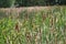 Bulrush, cattails or typha latifolia on a shore of the lake