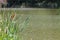 Bulrush, cattails or typha latifolia on a shore of the lake