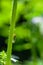 Bulrush cicada in backlight on stalk in green nature