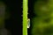 Bulrush cicada in backlight on stalk in green nature