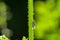 Bulrush cicada in backlight on stalk in green nature