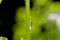 Bulrush cicada in backlight on stalk in green nature