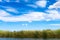 Bulrush in Colorado river under blue sky