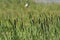 Bulrush or common cattail or great reedmace or cooper`s reed or cumbungi