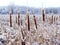 Bulrush, Corn dog in winter with snow on it-Stock photos