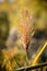 Bulrush Flower