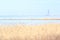Bulrush on the gulf of Finland. View-5.