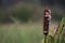 A bulrush head which is starting to disintegrate