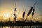 Bulrush plant or Broadleaf Cattail is silhouetted against the evening sky