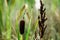 Bulrush plant and Great Millet in a field covered with a spider web on natural blurred background