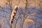 Bulrush plant, Typha latifolia