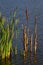 Bulrush plant Typha Latifolia or Angustifolia growing in shallow water of central European fish pond.