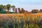 Bulrush plant in a wetland in morning light