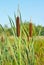 Bulrush plants