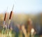 Bulrush plants