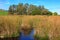 Bulrush plants growing in a wetland, New Zealand