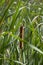 Bulrush, reed, cattail, punks, corn dog grass, or water sausage, cattail