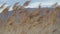 Bulrush reed dry yellow at lake, natural windy