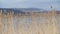 Bulrush reed dry yellow at lake, natural windy