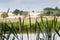 Bulrush and reeds by the river bank