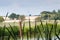 Bulrush and reeds by the river bank