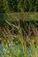 Bulrush Typha latifolia and reed