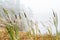 Bulrush in a wetland in fog