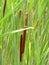 Bulrushes