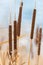 Bulrushes or cattails on a blurry background