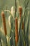 Bulrushes, or cattails, on a sunny day