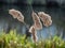 Bulrushes in a Danish wetland near Vejle, Denmark