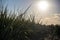 Bulrushes growing on the seashore