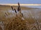 Bulrushes in winter on a lake shore