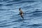 A Bulwer`s Petrel seabird in flight over the ocean.