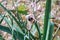 bumble bee on asphodel flower