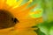 Bumble bee on big yellow sunflower