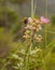 A Bumble Bee on a Blackberry flower