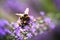 Bumble bee on blossoming lavender flower.