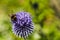 Bumble Bee on a Blue Thistle