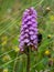 Bumble bee, Bombus, clings on to wild Heath Spotted Orchid aka Dactylorhiza maculata on windy day.