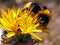 Bumble-Bee (Bombus terrestris)